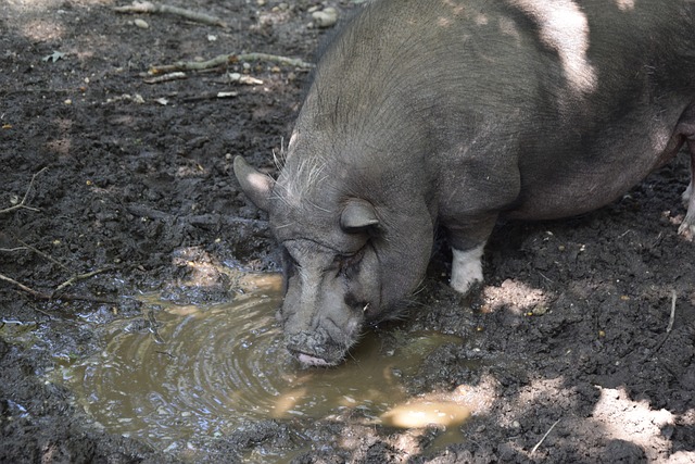 科比：拯救奥多姆的兄弟情义.